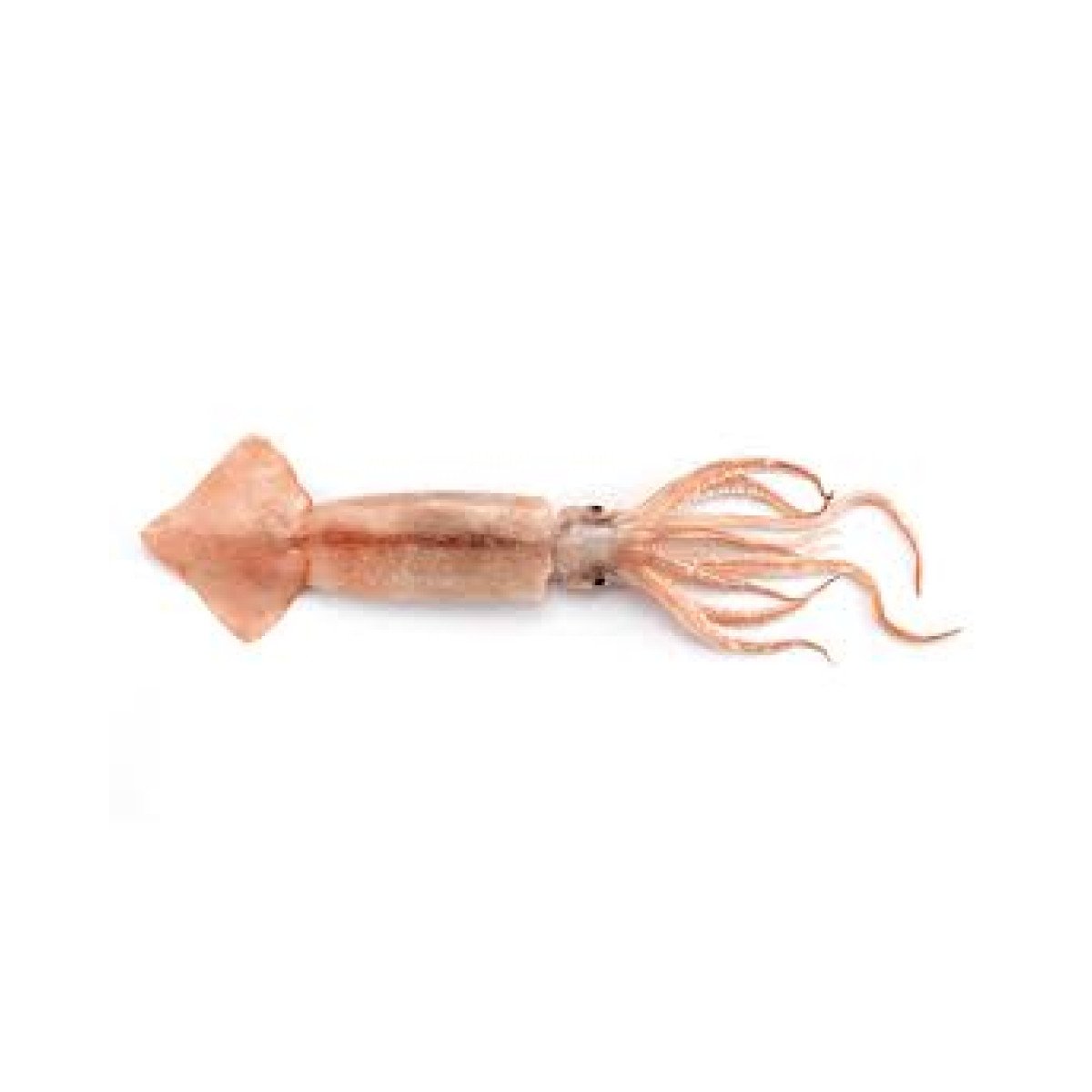 Mollusques & Céphalopodes