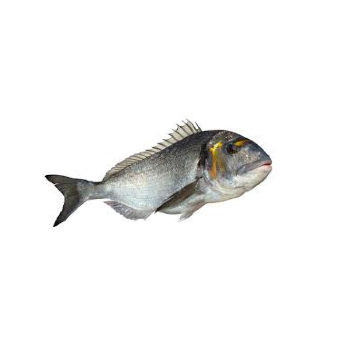 Daurade Royale