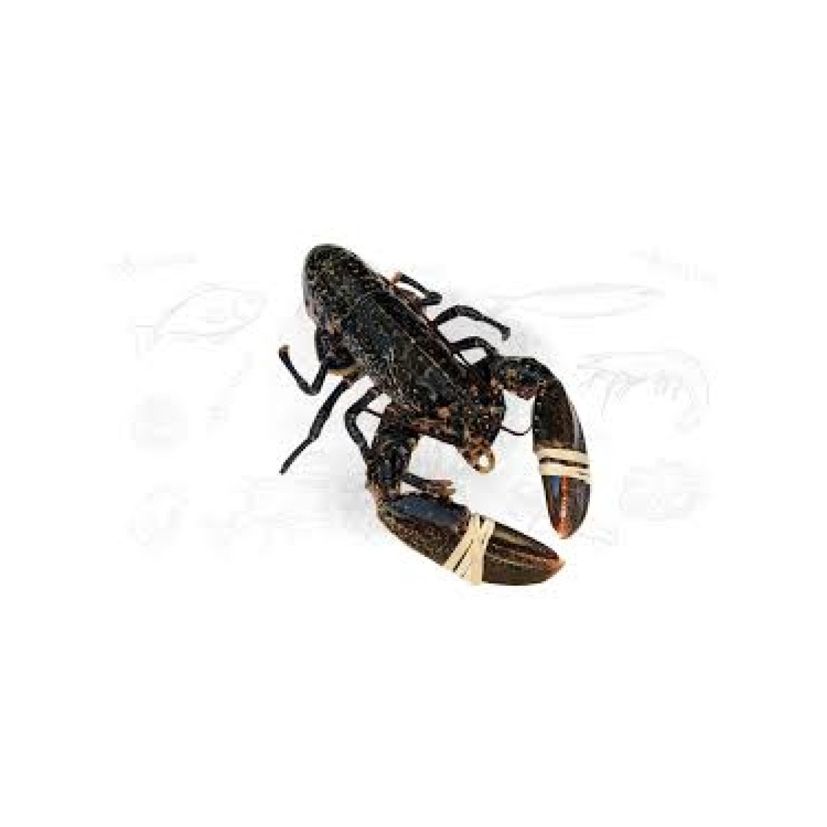 Homards Vivants