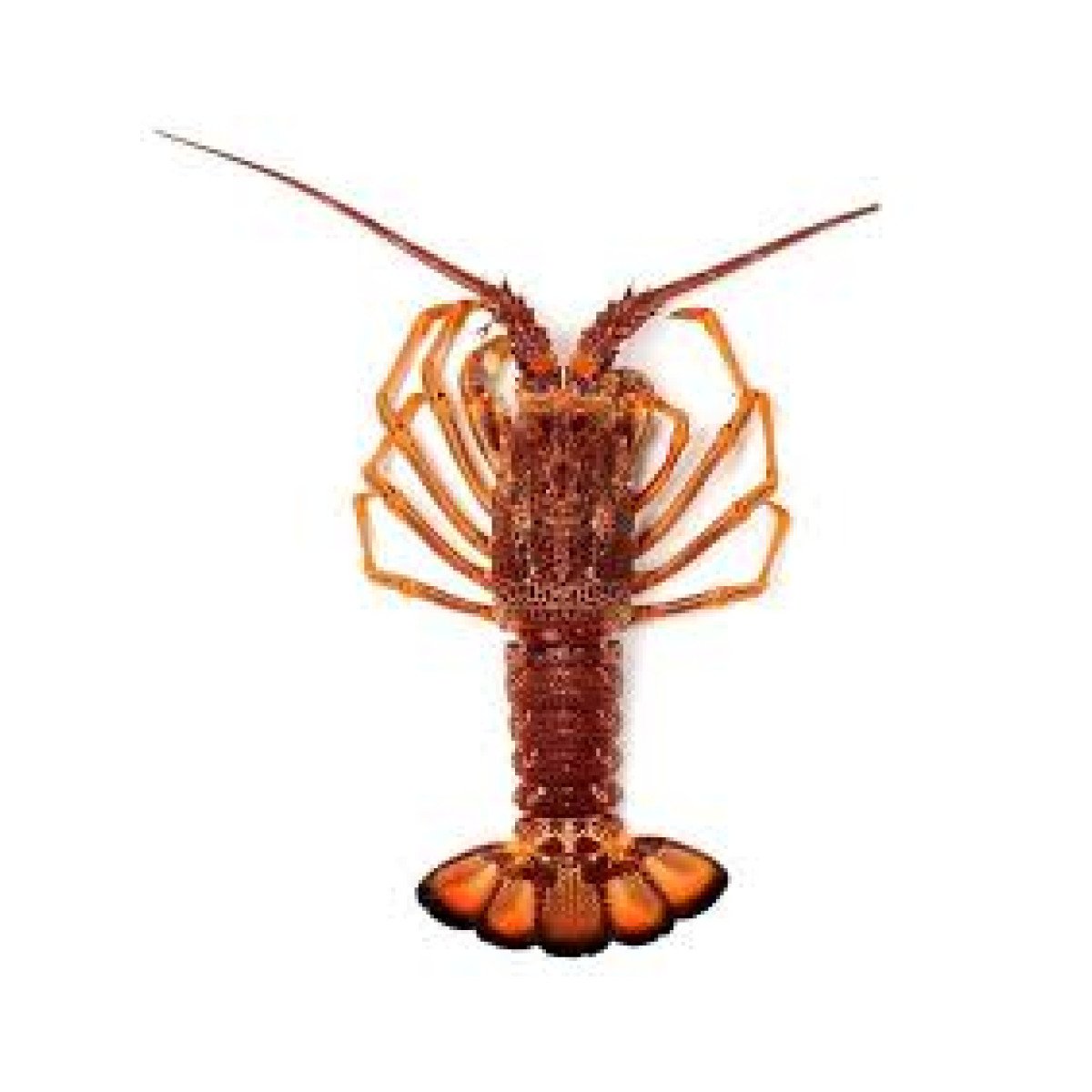 Langoustes Vivantes