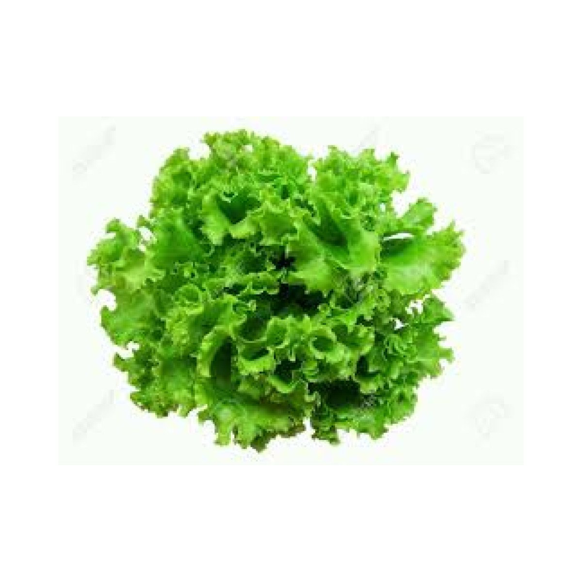 Salade Verte